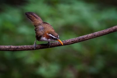 Himalajasäbler / White-browed Scimitar-babbler